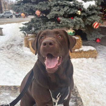 Biota Pet Care - Cocoa enjoying his outing. - Dog Walkers Near Me Biota Pet Care - Cocoa enjoying his outing. - Dog Walkers Near Me
