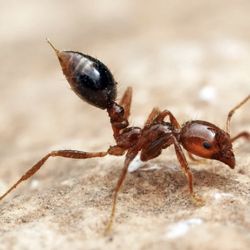 Centex Pest Patrol