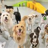 Camp Opie Dog Daycare & Training gift card