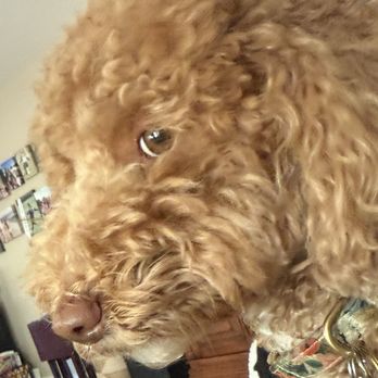 TLC Animal Clinic - Gracie our golden doodle. - Veterinarians Near Me - Chino Hills, California TLC Animal Clinic - Gracie our golden doodle. - Veterinarians Near Me - Chino Hills, California