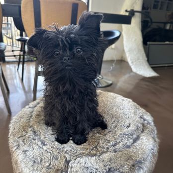 Westlake Animal Hospital, A Thrive Pet Healthcare Partner - Sgt. Pepper - Veterinarians Near Me - Austin, Texas Westlake Animal Hospital, A Thrive Pet Healthcare Partner - Sgt. Pepper - Veterinarians Near Me - Austin, Texas