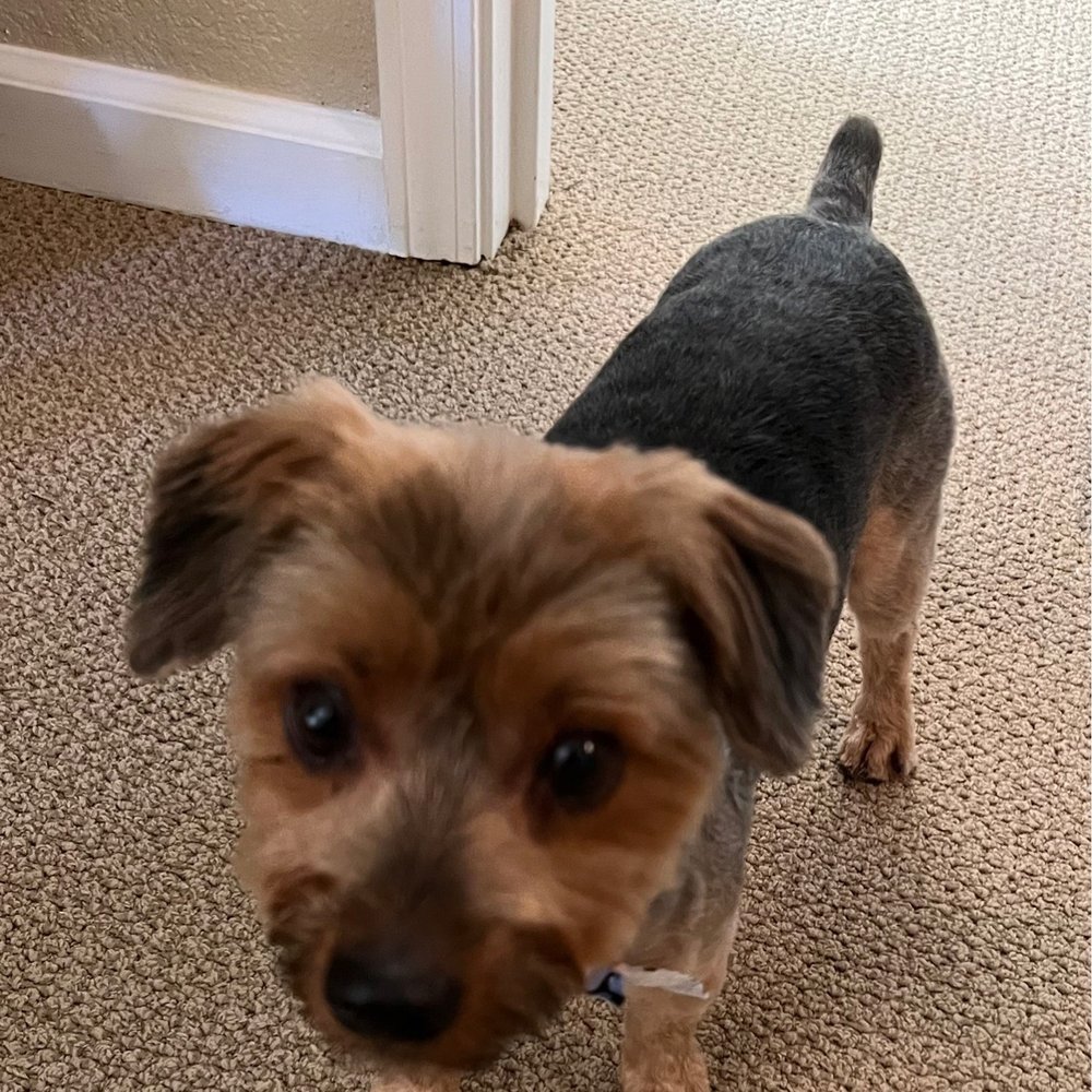 Eco Paw Spa - Pet Groomers Near Me Eco Paw Spa - Pet Groomers Near Me