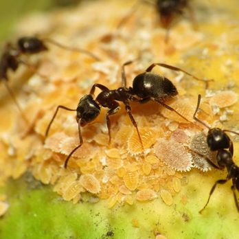 The Canton Pest Control Gurus - Pest Control Near Me - Canton, Michigan The Canton Pest Control Gurus - Pest Control Near Me - Canton, Michigan