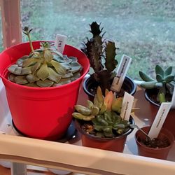 Silver Fox Cafe - Plants for sale