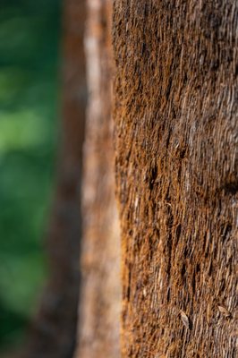 Calaveras Big Trees State Park by null
