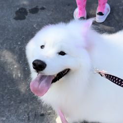 Paw Park Palace - Breast Cancer Walk