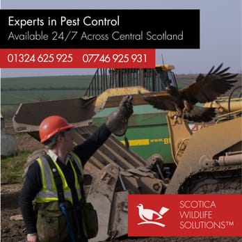 Scotica Wildlife Solutions - Pest Control Near Me - Falkirk, FAL Scotica Wildlife Solutions - Pest Control Near Me - Falkirk, FAL