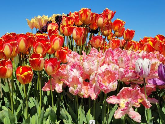 Wooden Shoe Tulip Farm by null