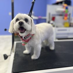 Furrever Love Pet Grooming - #maltipoo