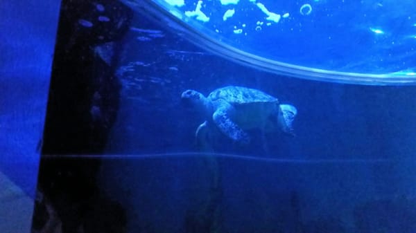 Sea Life Scheveningen by null