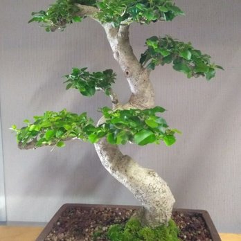 fake indoor plants tall Tall Fake Potted Tree Plant