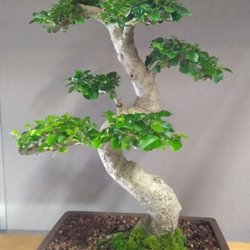 Tampa Bonsai