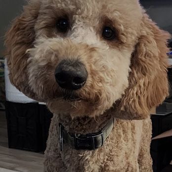 Furry Frenzy Mobile Pet Grooming - Thinned without losing shape - Pet Groomers Near Me Furry Frenzy Mobile Pet Grooming - Thinned without losing shape - Pet Groomers Near Me