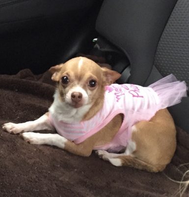 charlotte pet cemetery and crematory