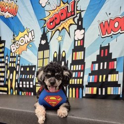 The Smartydog Center for Canine Enrichment - Ivy Bug
