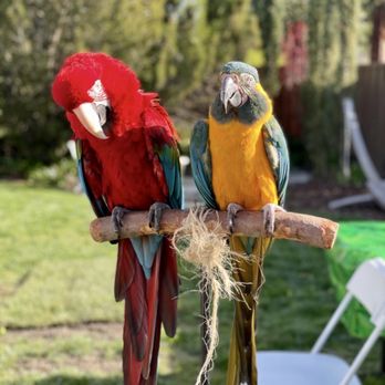Happy Birds - Party & Event Planning Near Me