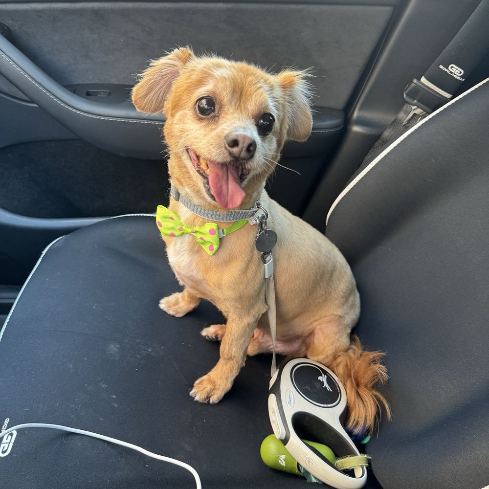Puppy Face - My boy was so happy and handsome. Very nice owner - Pet Groomers Near Me - La Habra, California Puppy Face - My boy was so happy and handsome. Very nice owner - Pet Groomers Near Me - La Habra, California