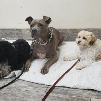 Furry Tails - Pet Boarding Near Me - Dallas, Texas