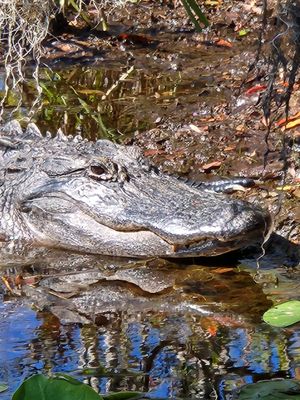 Stephen C Foster State Park by null