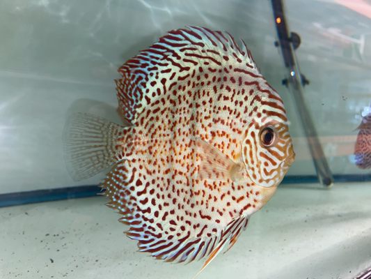 The Fin Shop by null