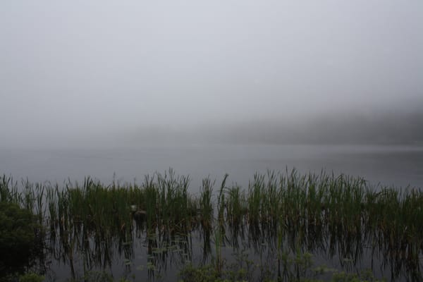 Memorial University Botanical Garden by null