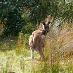 Hill Wildlife Reserve