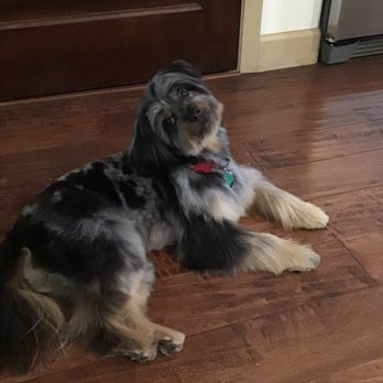 Barkin' Creek - Lamar - Rhett just got groomed by April! At Barkin Creek! - Pet Groomers Near Me - Austin, Texas
