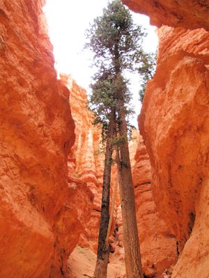 Canyon Fever Guides by null