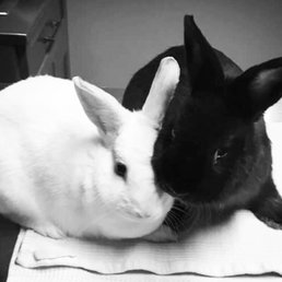 Luna & Ichabod