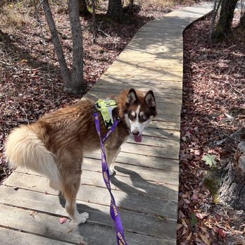 Singing Dog Farm - Lincoln - Animal Shelters Near Me Singing Dog Farm - Lincoln - Animal Shelters Near Me