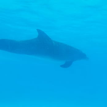 Cabo Adventures - The dolphin tank - Boat Tours Near Me - Cabo San Lucas, BCS Cabo Adventures - The dolphin tank - Boat Tours Near Me - Cabo San Lucas, BCS