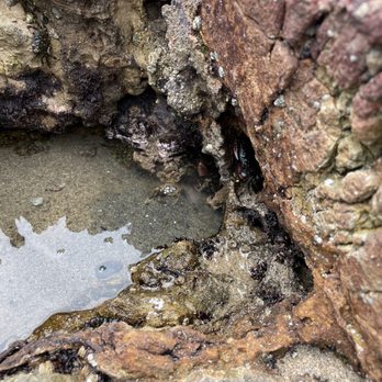 Pescadero State Beach - Sea creatures! - Beaches Near Me - Pescadero, California