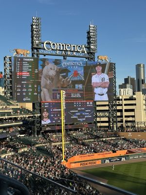 Detroit Tigers Baseball Club by null