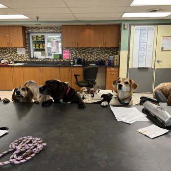 Best Friends Fur Ever - Indoor play? Check out the writing on the whiteboards though... - Pet Training Near Me - Cockeysville, Maryland Best Friends Fur Ever - Indoor play? Check out the writing on the whiteboards though... - Pet Training Near Me - Cockeysville, Maryland
