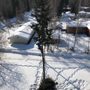 Great Alaska Tree Company