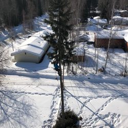 Great Alaska Tree Company