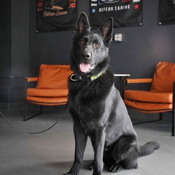 New York Wolfpack - Pet Training Near Me - Brooklyn, New York New York Wolfpack - Pet Training Near Me - Brooklyn, New York
