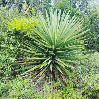 Comanche Lookout Park - Gorgeous thick native plants along the sides of trails - Parks Near Me - San Antonio, Texas