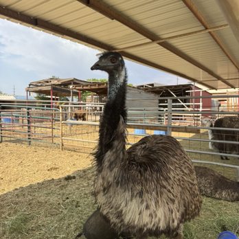 Staheli Family Farm - Challenge Courses Near Me - Washington, Utah Staheli Family Farm - Challenge Courses Near Me - Washington, Utah