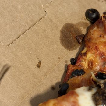 Mountain Mike's Pizza - Roach in food - Pizza Near Me - Campbell, California Mountain Mike's Pizza - Roach in food - Pizza Near Me - Campbell, California