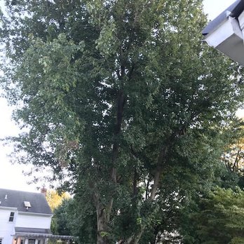Call My Saw Tree Service - Tree before it was cut. - Tree Services Near Me - Ruther Glen, Virginia Call My Saw Tree Service - Tree before it was cut. - Tree Services Near Me - Ruther Glen, Virginia