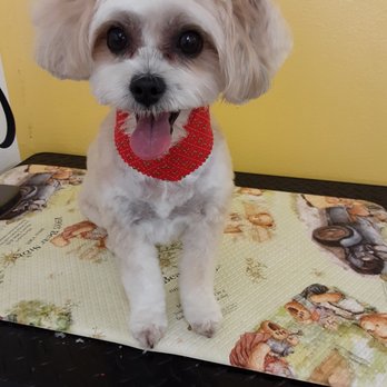 Furr Paradise Stanton - Pet Groomers Near Me - Stanton, California