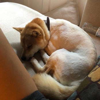Jenny's Dreams - Dog depressed - Pet Groomers Near Me - Maspeth, New York Jenny's Dreams - Dog depressed - Pet Groomers Near Me - Maspeth, New York