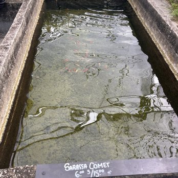 Neighborhood Fish Farm - Goldfish - Local Fish Stores Near Me - Miami, Florida Neighborhood Fish Farm - Goldfish - Local Fish Stores Near Me - Miami, Florida