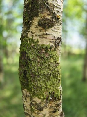 Victor's Way by null