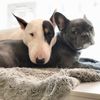 Pupculture gift card