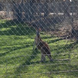 Pine Grove Zoo - Kangaroo
