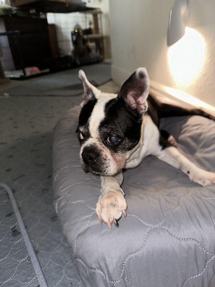 Petzii Pet Care Image