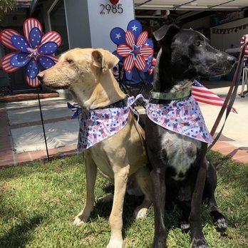 Fairview Pet Hospital - Rudy and Reagan - The BOYS! - Veterinarians Near Me - Costa Mesa, California Fairview Pet Hospital - Rudy and Reagan - The BOYS! - Veterinarians Near Me - Costa Mesa, California