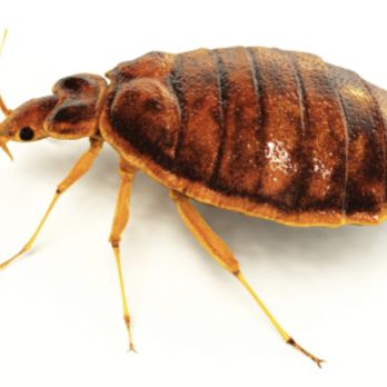 D2B Pest Control - Bedbug - Pest Control Near Me - Washington, Indiana D2B Pest Control - Bedbug - Pest Control Near Me - Washington, Indiana